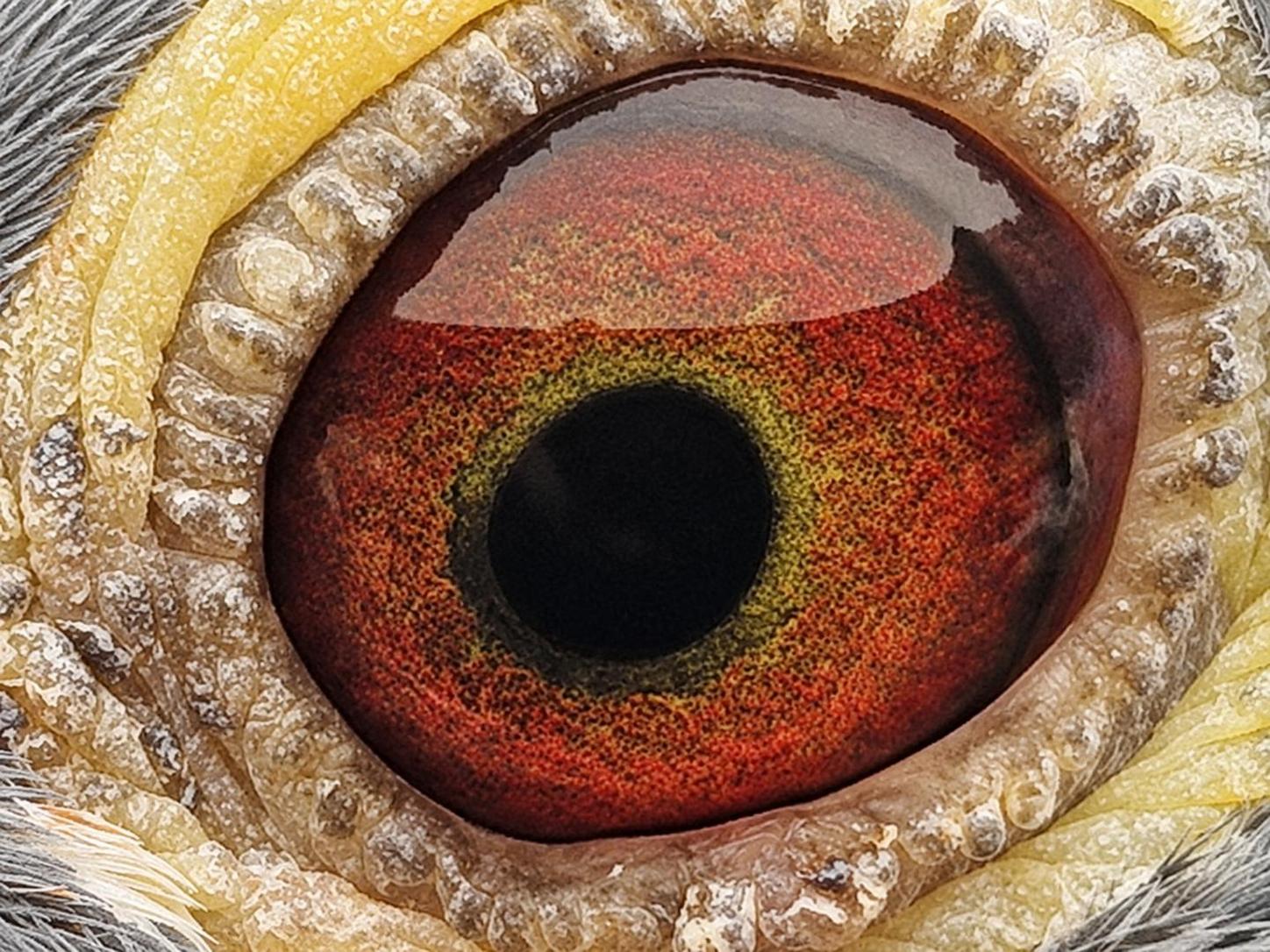 Pigeon eye